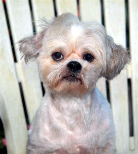 shih tzu rescue austin|havanese adoption texas.